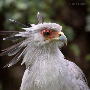 Secretarybird : Cotswold Falconry Centre : 04 Sep 2020
