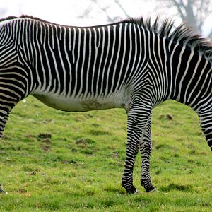 Grevy's zebra; Whipsnade; 26th March 2011