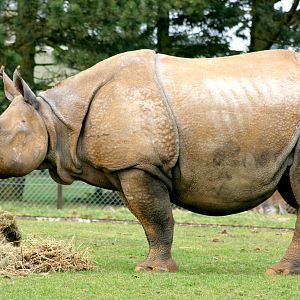 Indian rhinoceros; Whipsnade; 26th March 2011