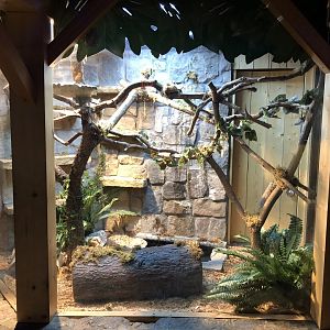 Newly updated Black Rat Snake exhibit