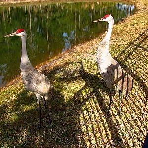 A Sandhill Saturday - YouTube