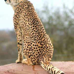 Cheetah; Whipsnade; 3rd April 2010.