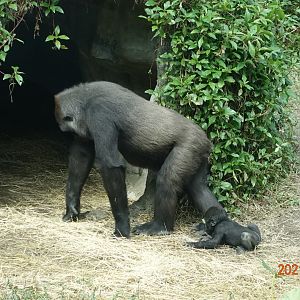 Western Lowland Gorilla (Gorilla gorilla gorilla)