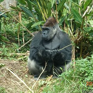 Western Lowland Gorilla (Gorilla gorilla gorilla)