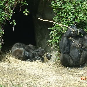 Western Lowland Gorilla (Gorilla gorilla gorilla)
