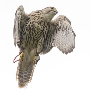 Saker falcon : Cotswold Falconry Centre : 04 Sep 2020