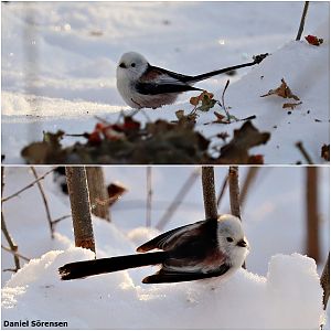 White-headed long-tailed tit (Aegithalos caudatus caudatus)