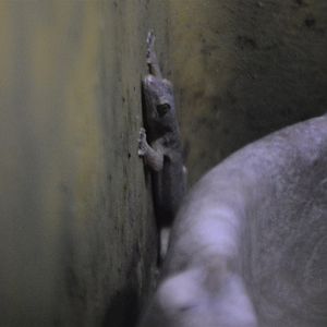 Gecko ID (San Diego)