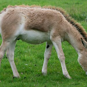 Young onager; Whipsnade; 9th October 2010