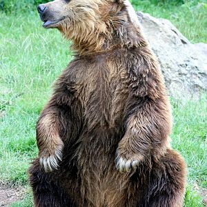 Brown bear; Whipsnade; 2nd July 2011