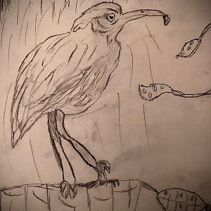 Bay Hornero or Pale-Billed Hornero.