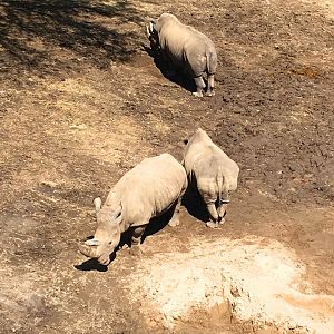 Skyfari: White Rhinos