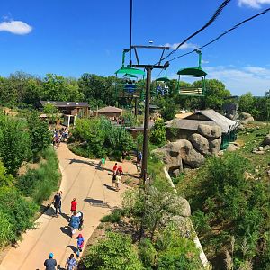 Skyfari: Bongo, Lion & Sable Antelope Exhibits