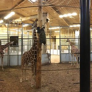 Giraffe Herd Rooms 2