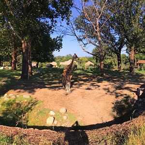 Giraffe Encounter Area