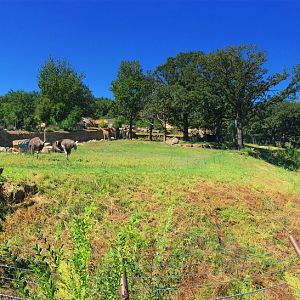 Giraffe, Impala & Ostrich Exhibit