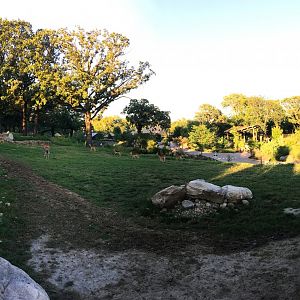 Giraffe, Impala & Ostrich Exhibit At Sunset 1