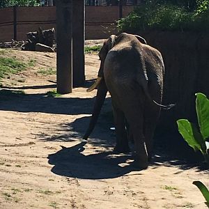 African Elephant Louie