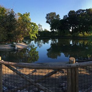 Pink-Backed Pelican Exhibit