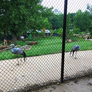 Blue Cranes