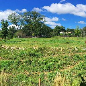 Sable Antelope Exhibit 1