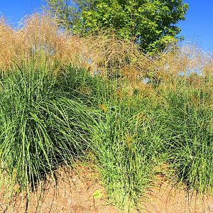 Tall Grasses