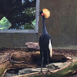 Black-Crowned Crane
