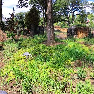 White-Naped Crane Exhibit