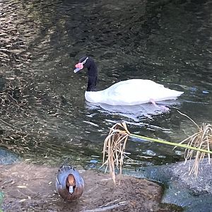 Eurasian Wigeon (Mareca penelope) and Black-Necked Swan (Cygnus melancoryphus)