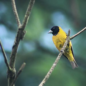 Black-headed Siskin (Spinus notatus)