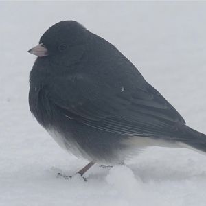 Dark eyed junco