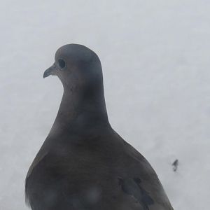 Mourning dove