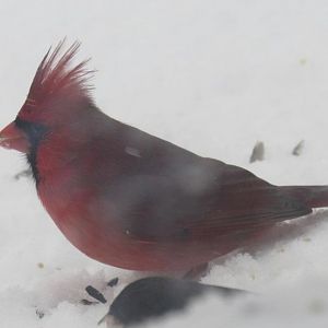Northern cardinal