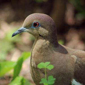 White-winged Dove (Zenaida asiatica)