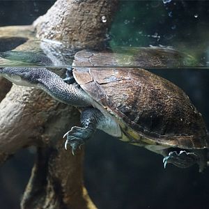 Roti Island Snake-necked Turtle