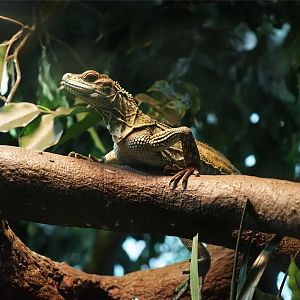 Weber's Sailfin Lizard (Hydrosaurus weberi)
