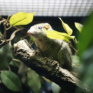 Northern Treeshrew