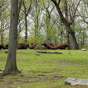 Gaur Herd