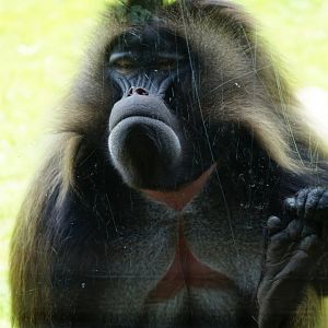 Gelada