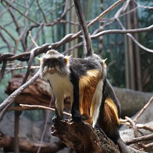 Wolf's Mona Monkey (Cercopithecus wolfi)