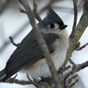 Tufted Titmouse
