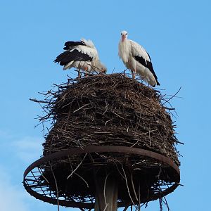 European white stork pair (Ciconia ciconia) on old nest, 2020-08-15