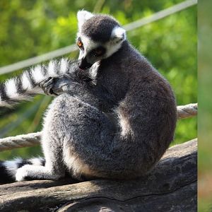 Ring-tailed lemurs (Lemur catta) 2020-08-15