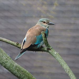 European roller (Coracias garrulus), 2020-08-15