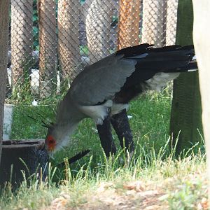 Secretary bird (Sagittarius serpentarius), 2020-08-15