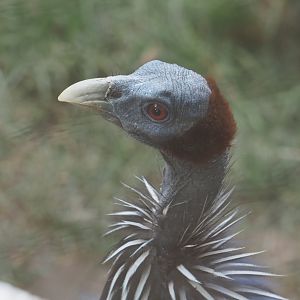Vulturine guineafowl (Acryllium vulturinum), 2020-08-15