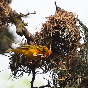 Village weaver (Ploceus cucullatus) working on nest, 2020-08-15