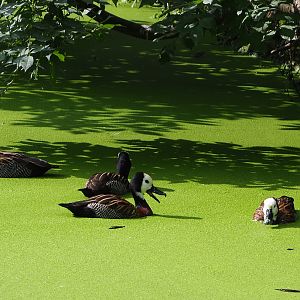 White-faced whistling-ducks (Dendrocygna viduata) in duckweed, 2020-08-15