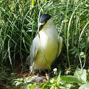 Black-crowned night heron (Nycticorax nycticorax nycticorax), 2020-08-15