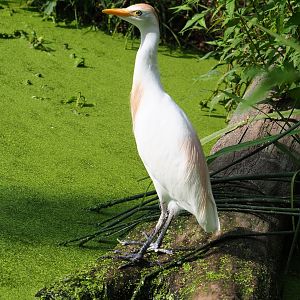 Western cattle egret (Bubulcus ibis ibis), 2020-08-15